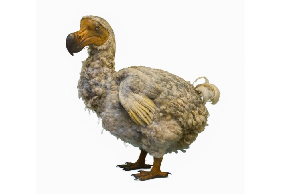 Profile Picture of Dodo Bird