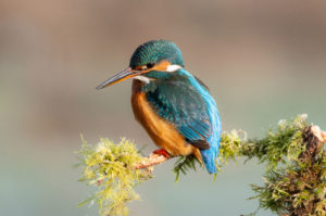 Female Kingfisher on a Perch