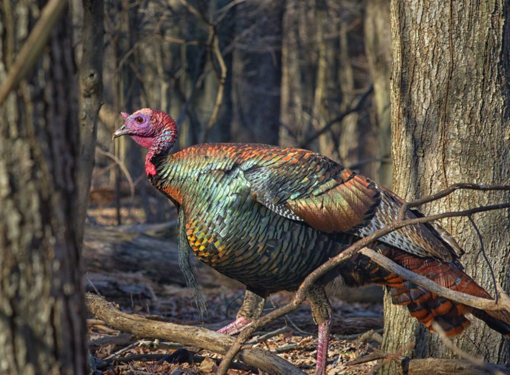 Pavo en el bosque