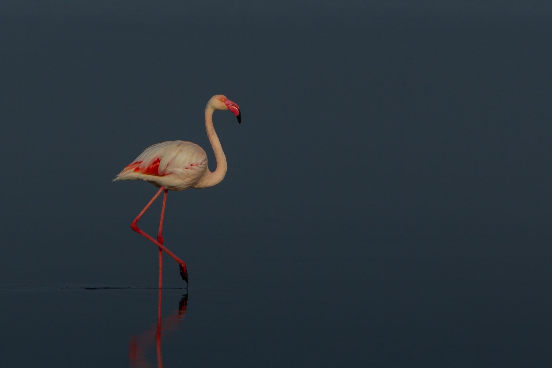 Greater Flamingo feeding in the Camargue, France

