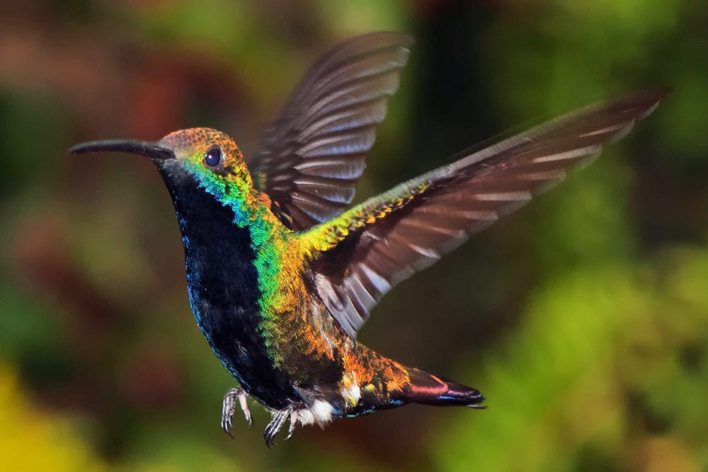 A hummingbird in flight preparing to land.