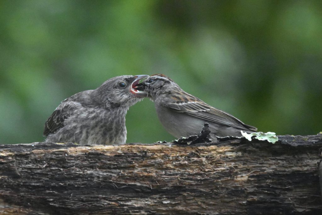 Parasitic cowbird chick