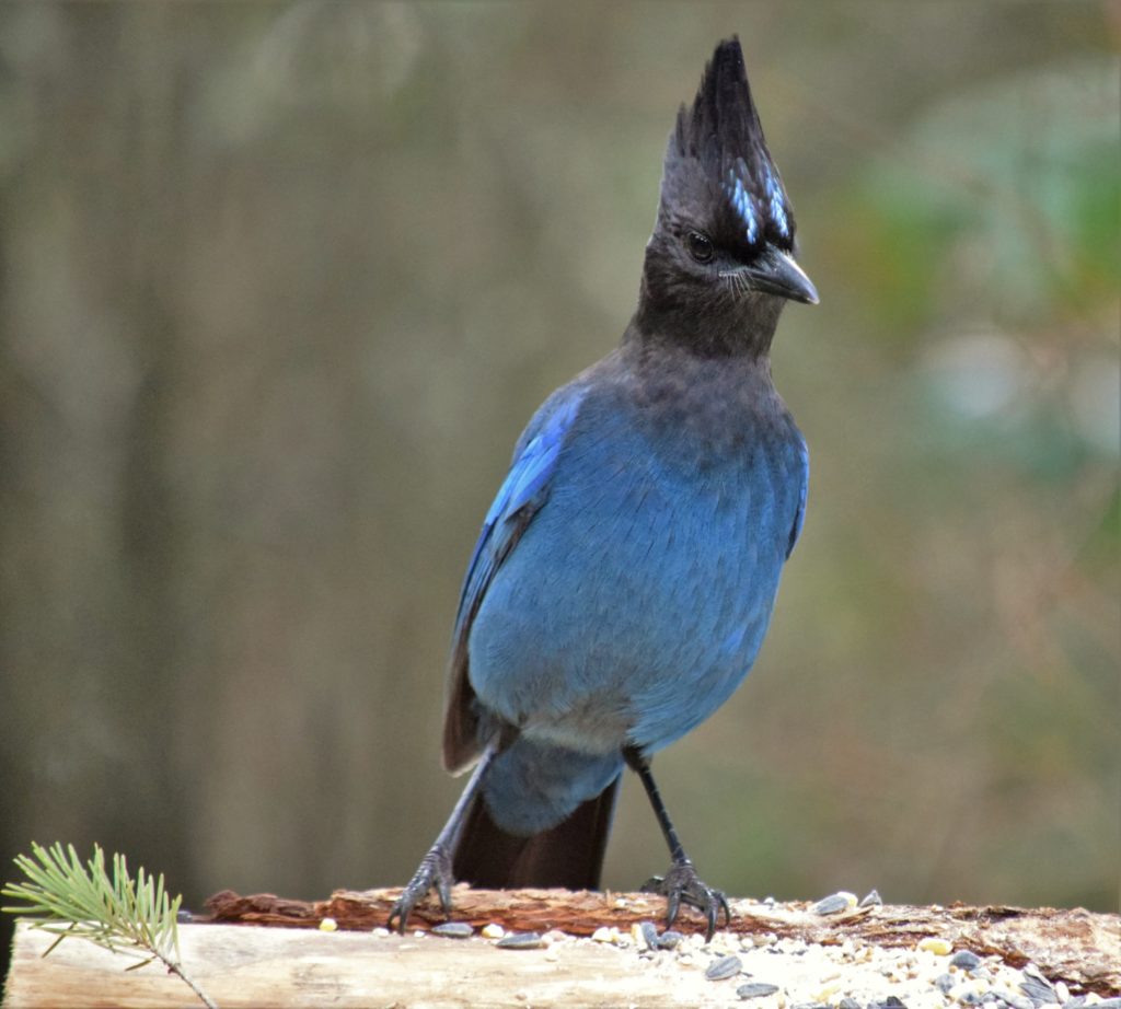 Steller's Jay