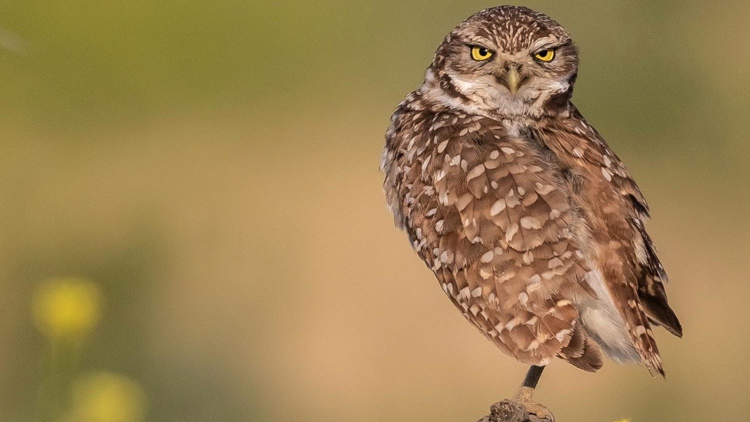 Burrowing Owls