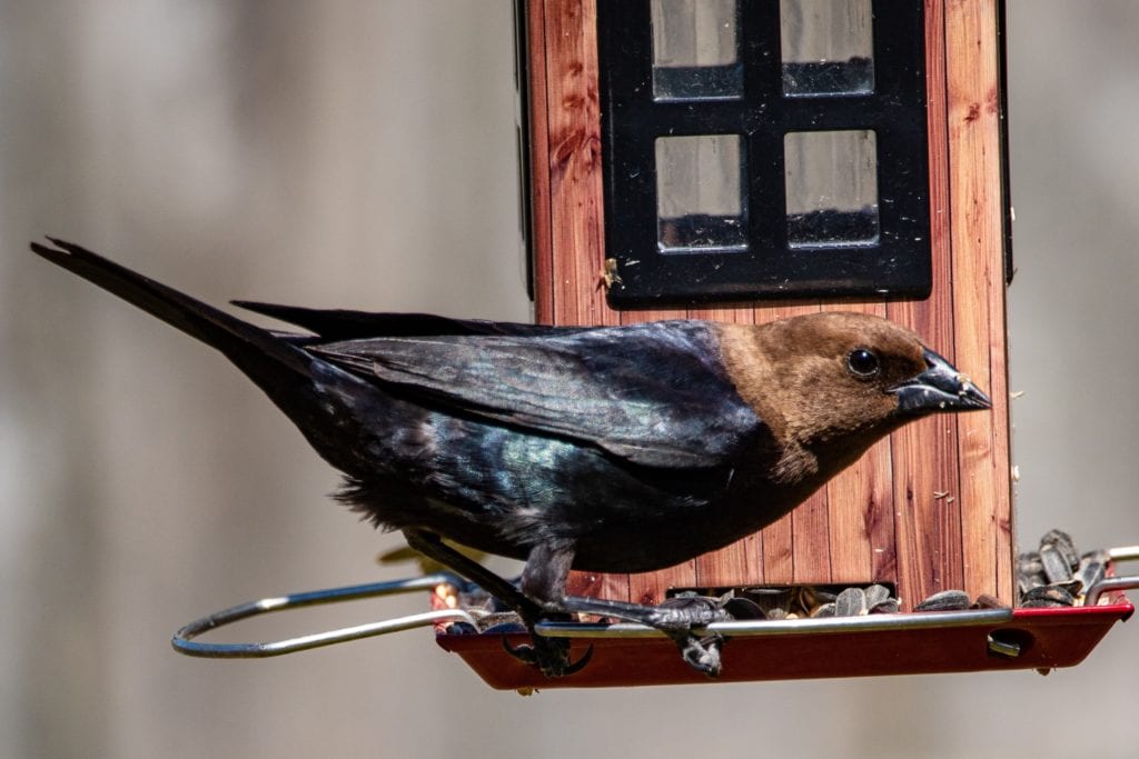 Cowbird at feeder