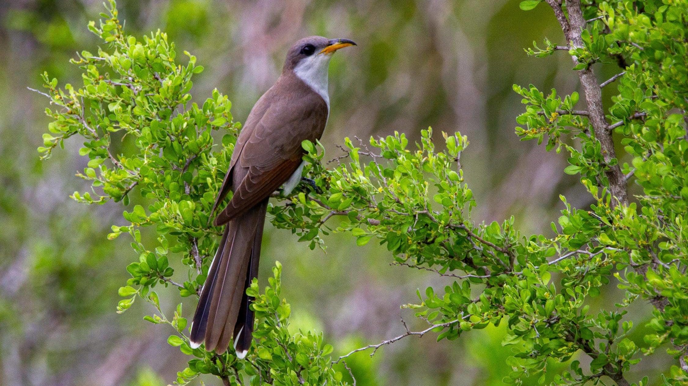 Cuckoo Symbolism & Meaning (+Totem, Spirit & Omens) World Birds