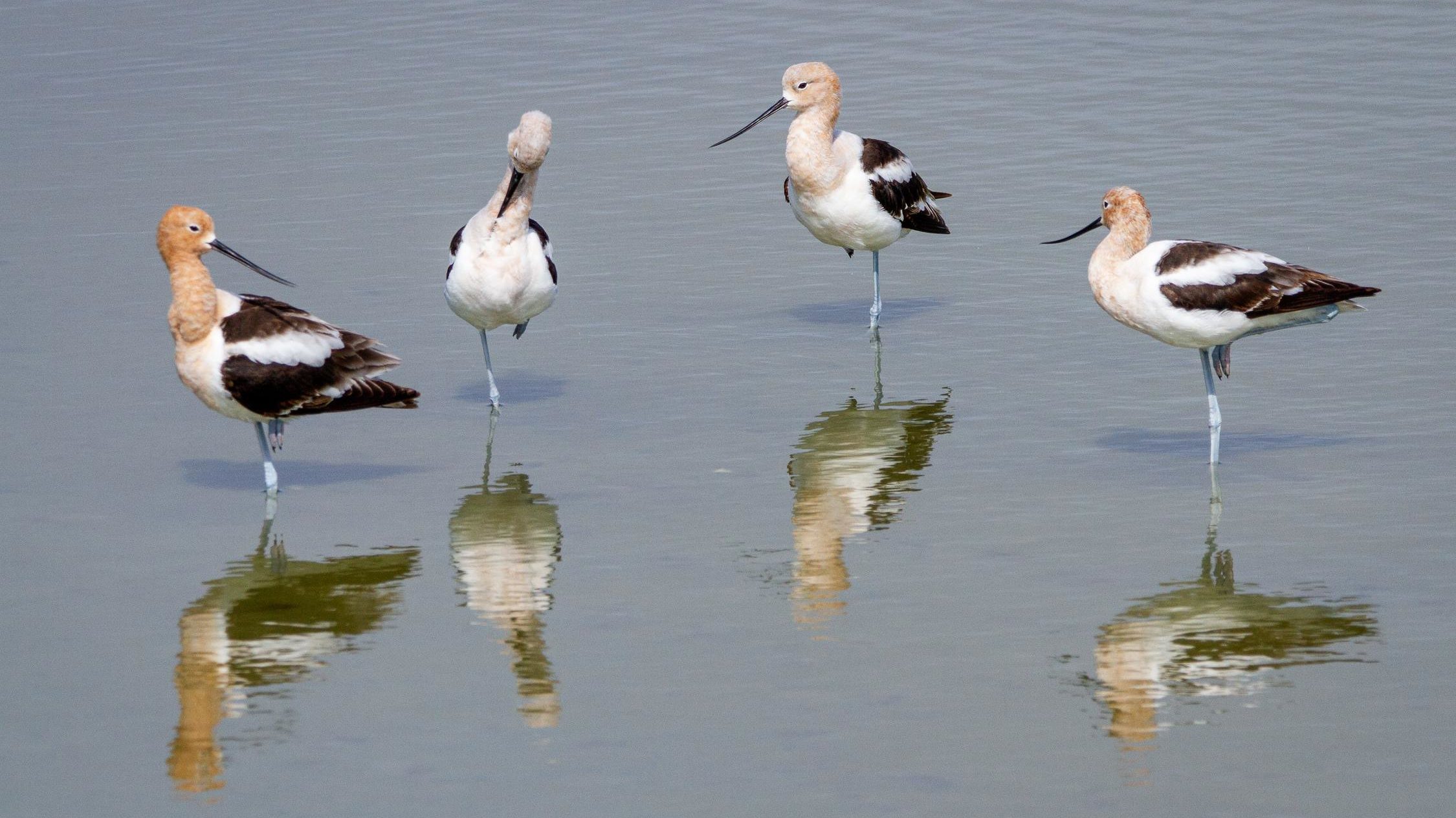 American Avocets Wading