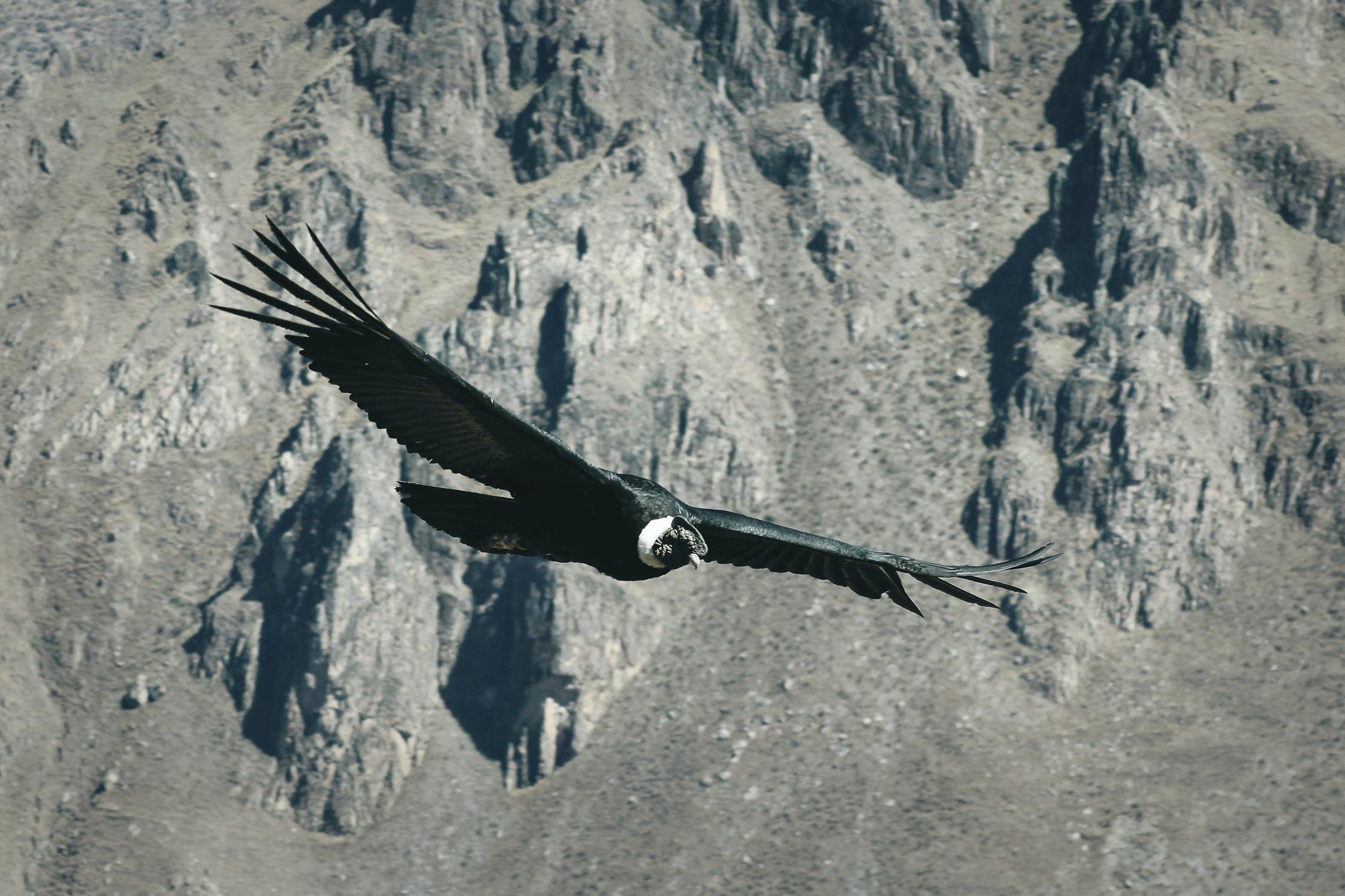 Soaring Condor