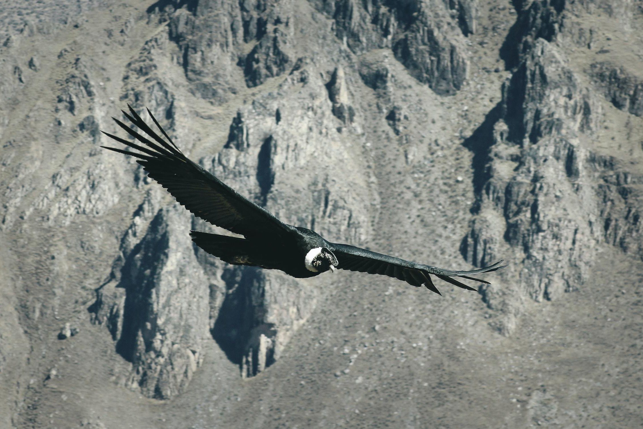 andean condor tattoo