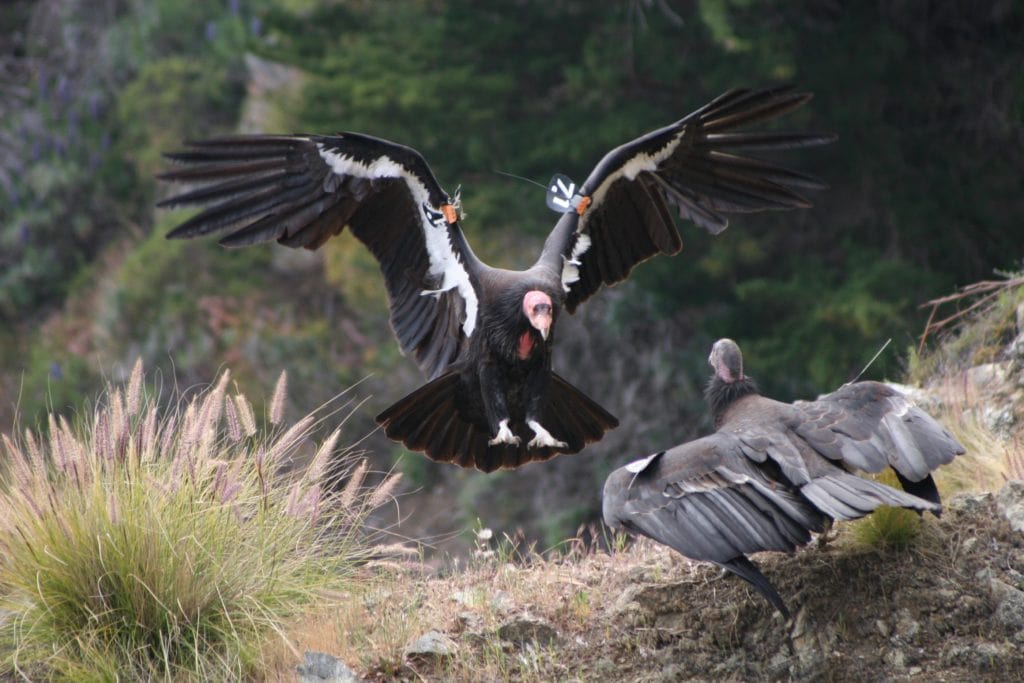 inca condor tattoo