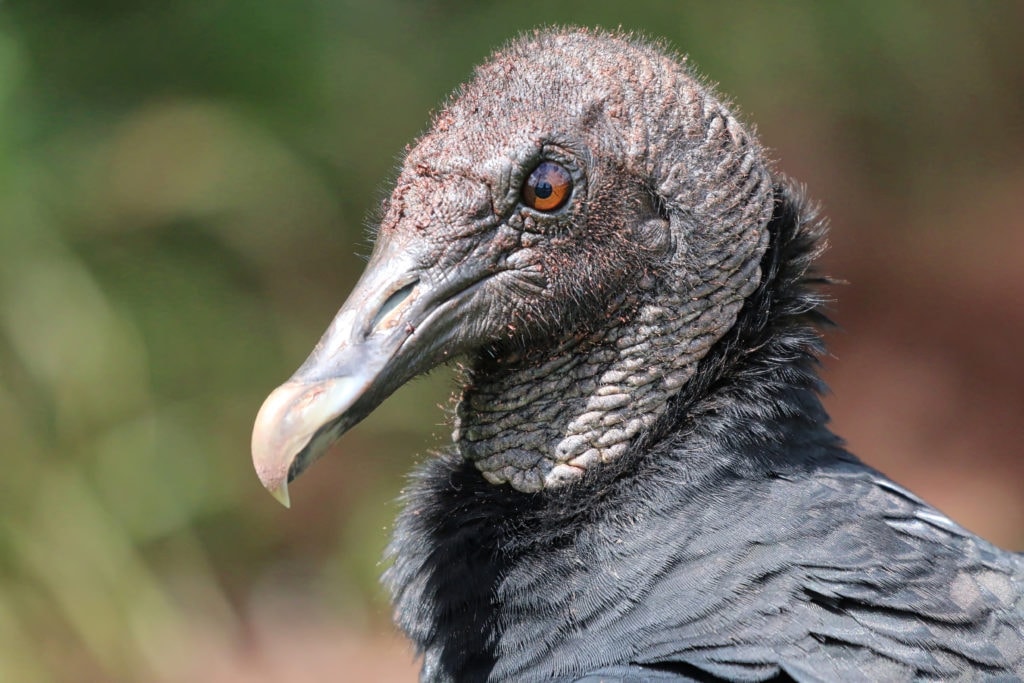 Profile head shot of Condor Bird
