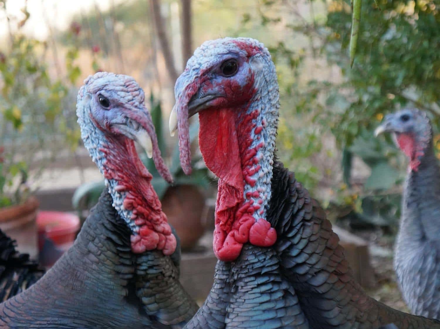 Wild Turkeys