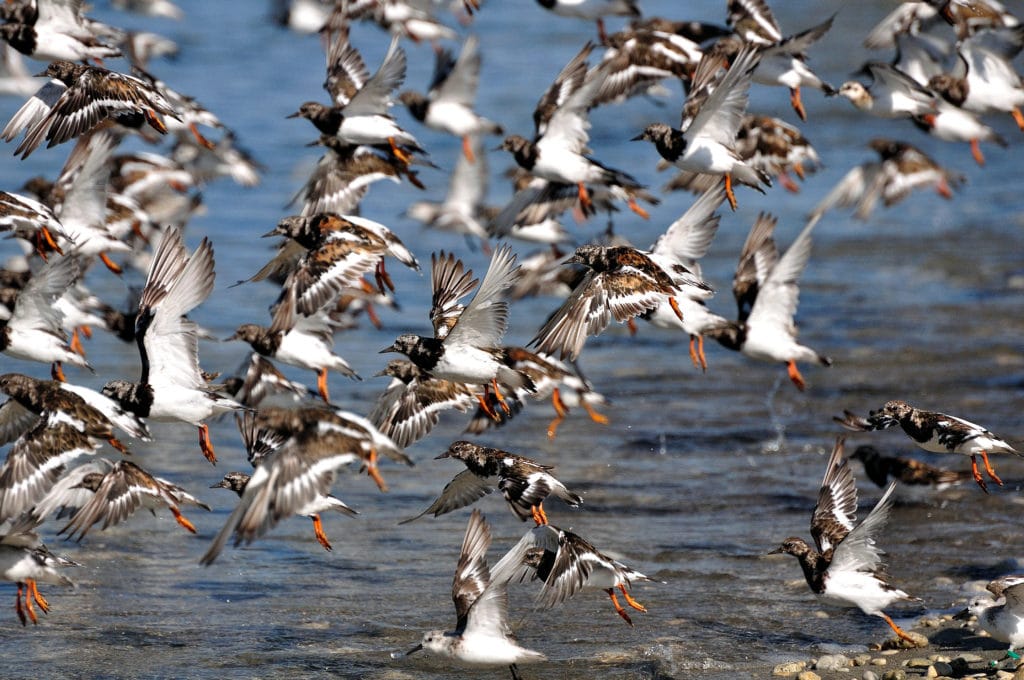 A flock of Turnstones taking off on a beach in Île de Ré, France