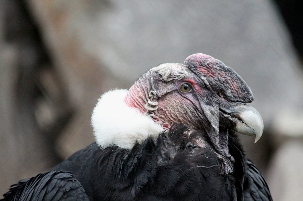 andean condor tattoo