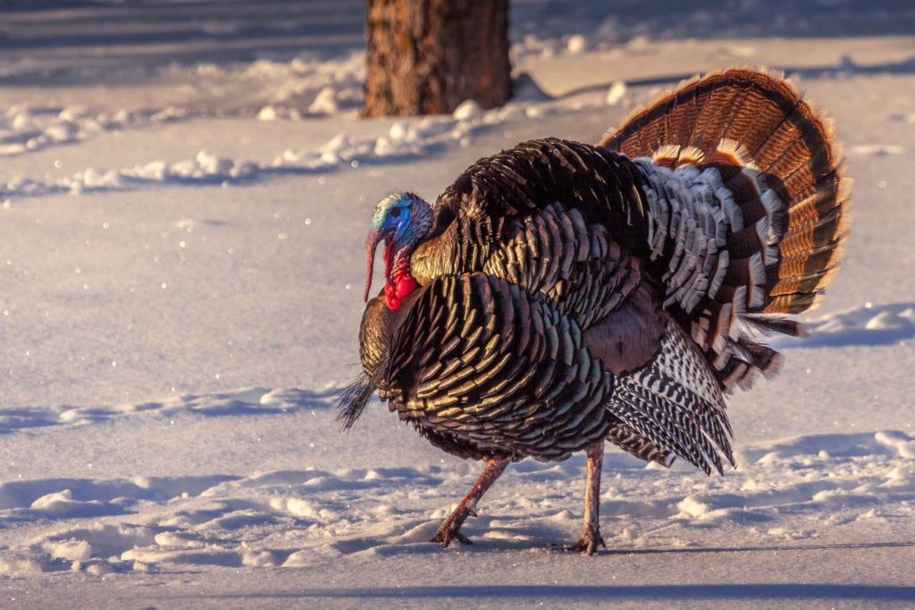 South Dakota turkey strutting in the snow