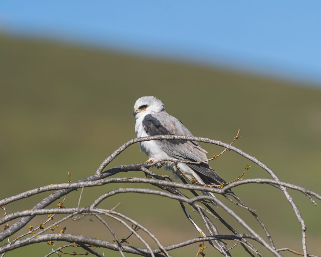 White-tailed Kite