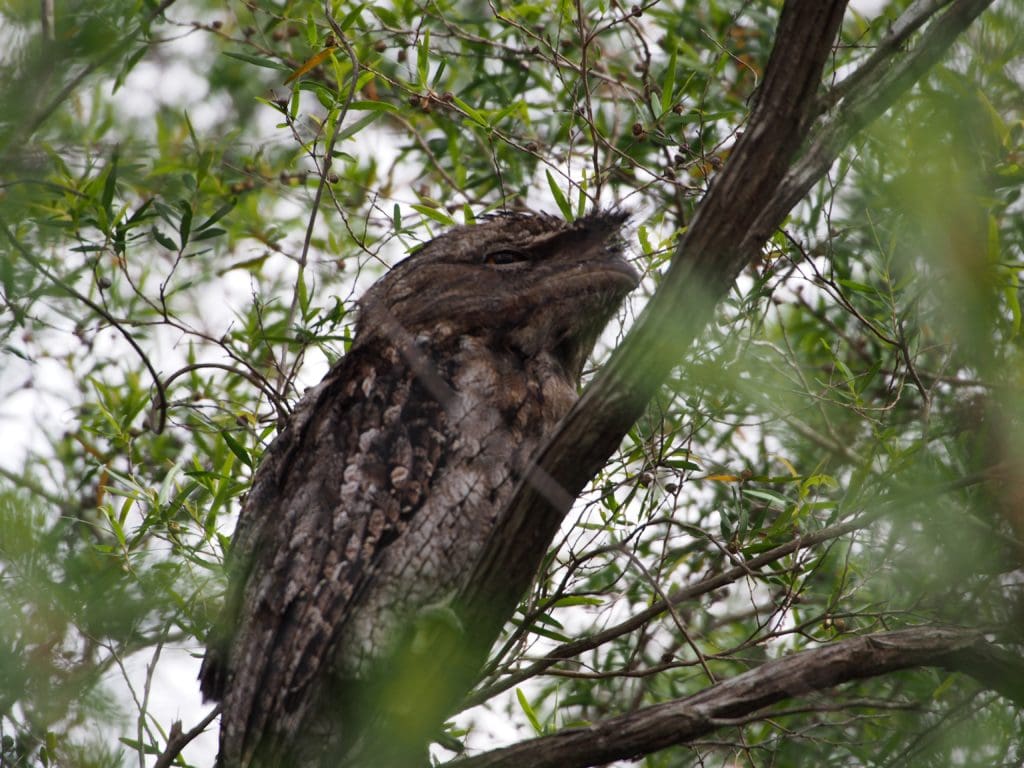 Frogmouth Camouflage
