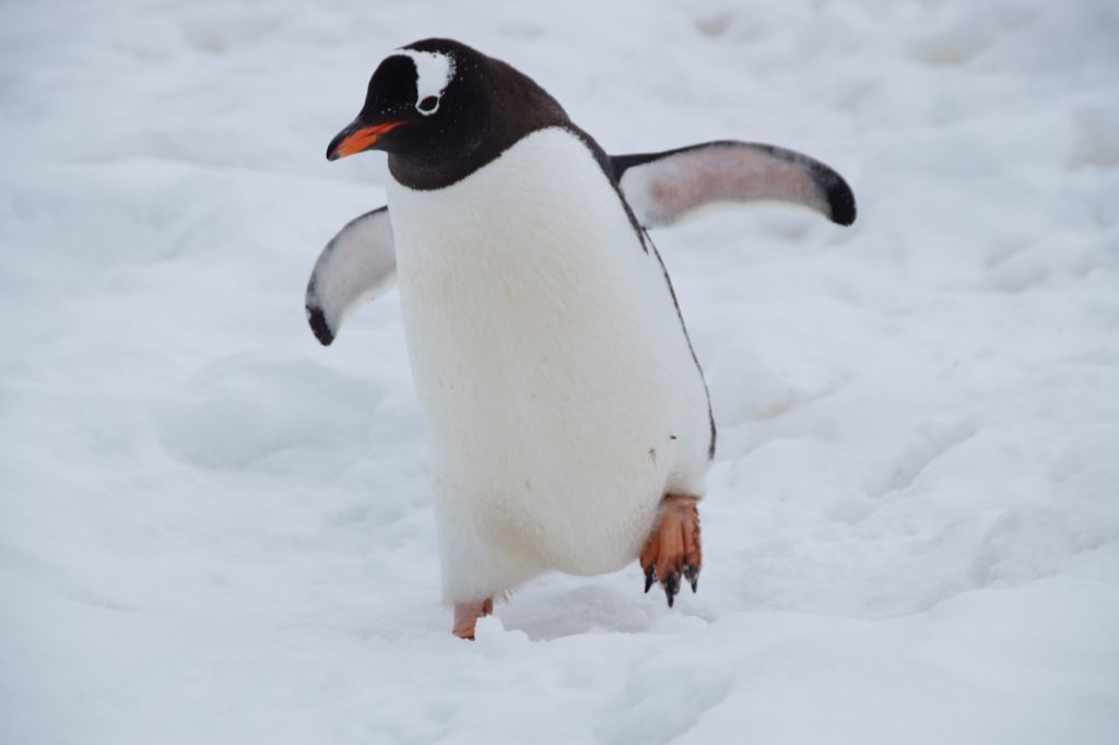 Penguin Stepping