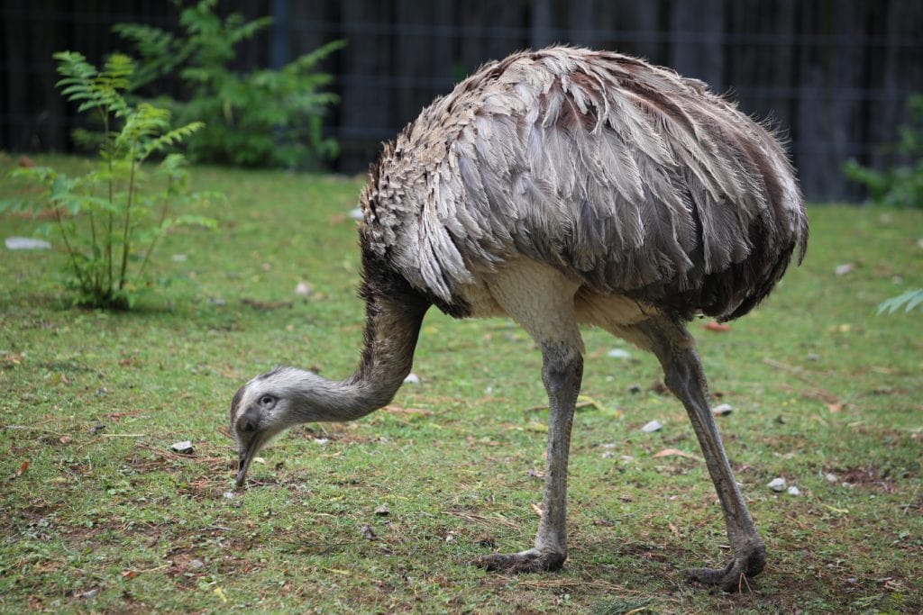 Emu grazing