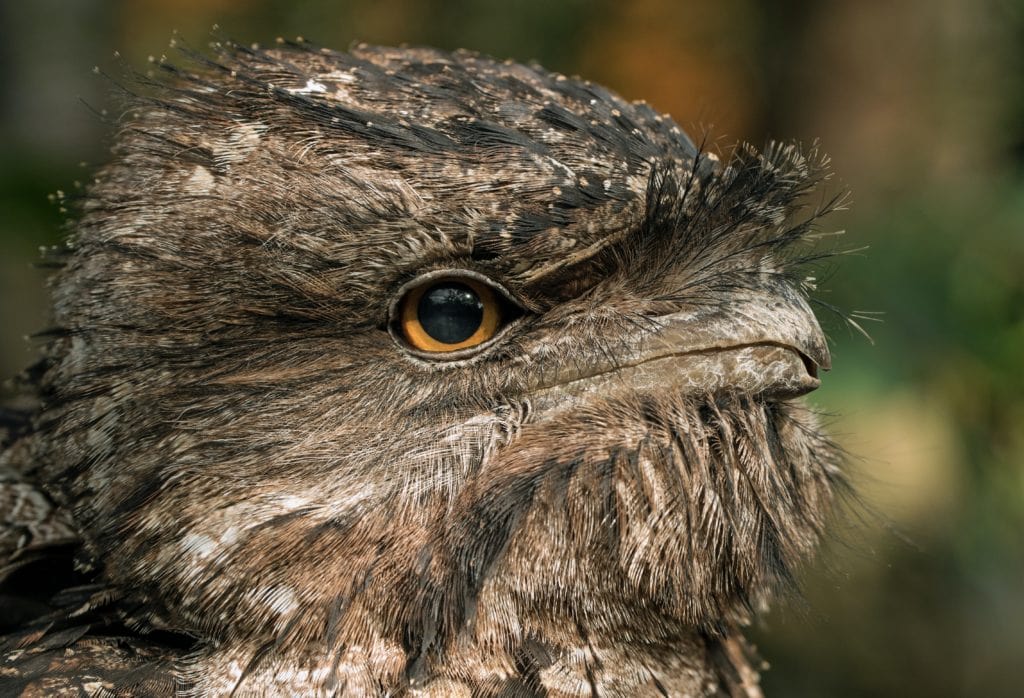 Frogmouth Face