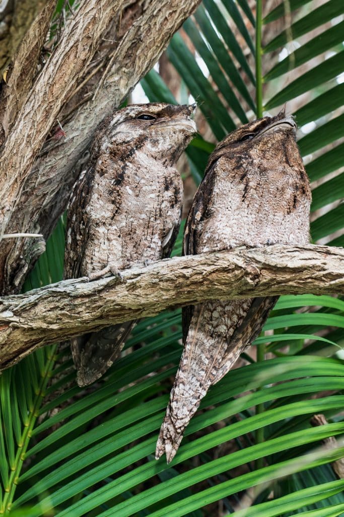 Pair of Frogmouths