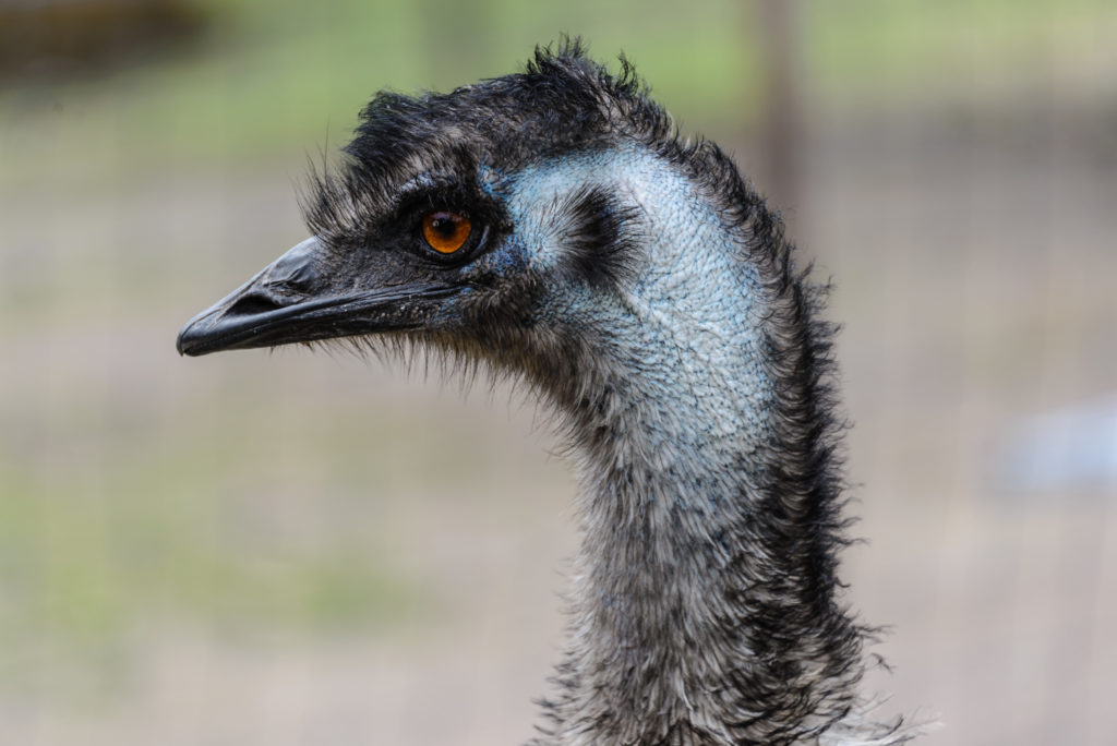 Profile picture of Emu Bird
