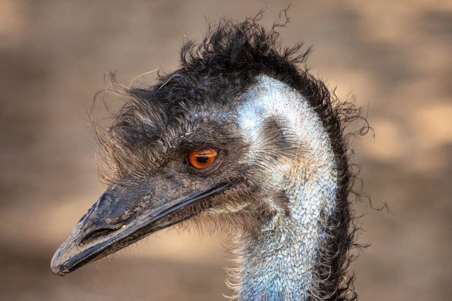 Emu profile