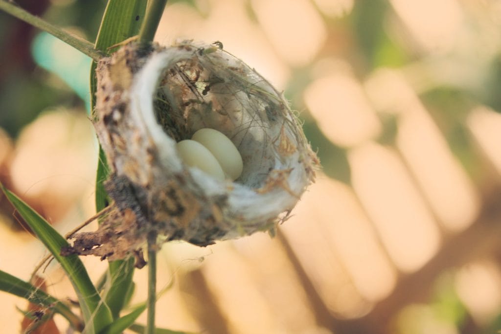 Hummingbird Nest with Eggs