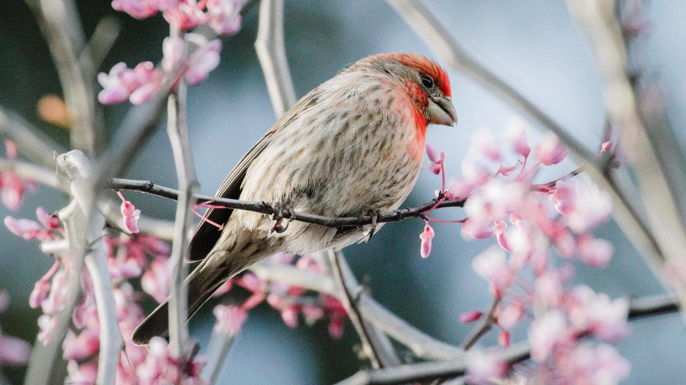 House Finch