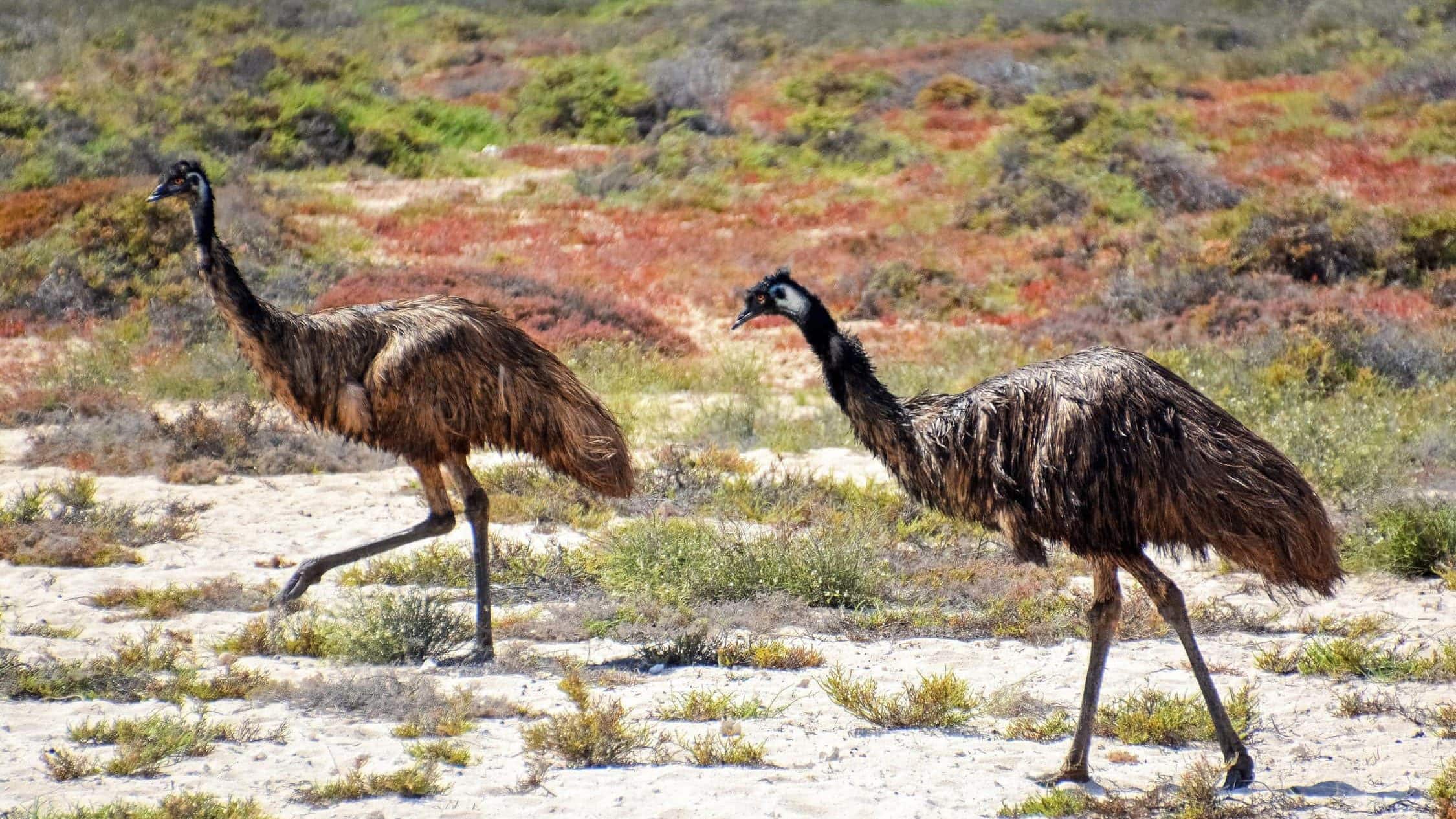 Emu pair