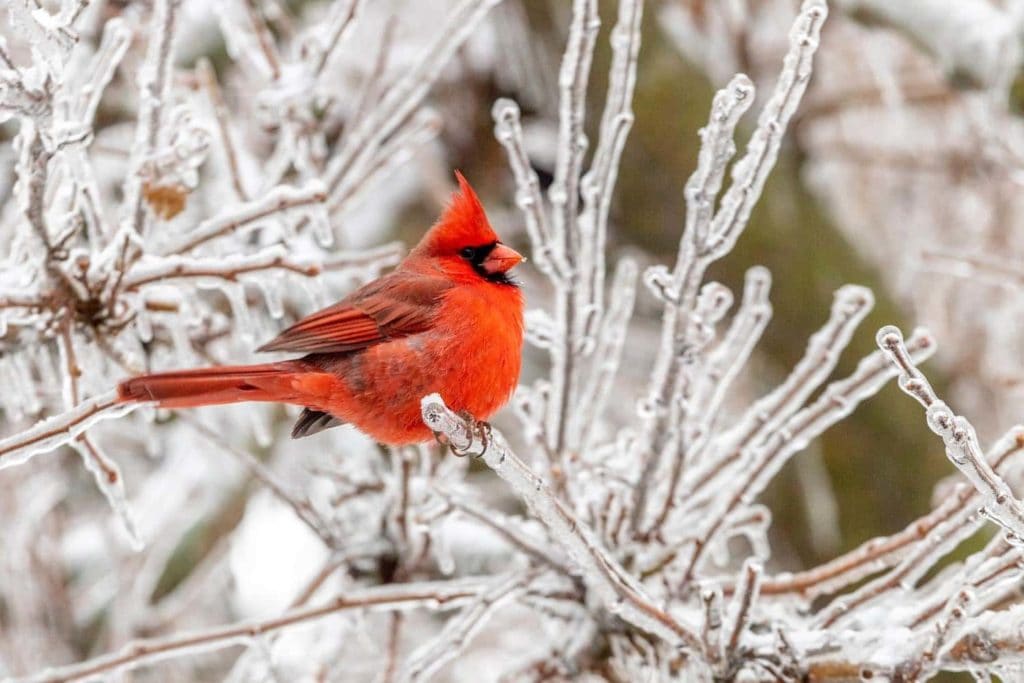 Северен кардинал в сняг