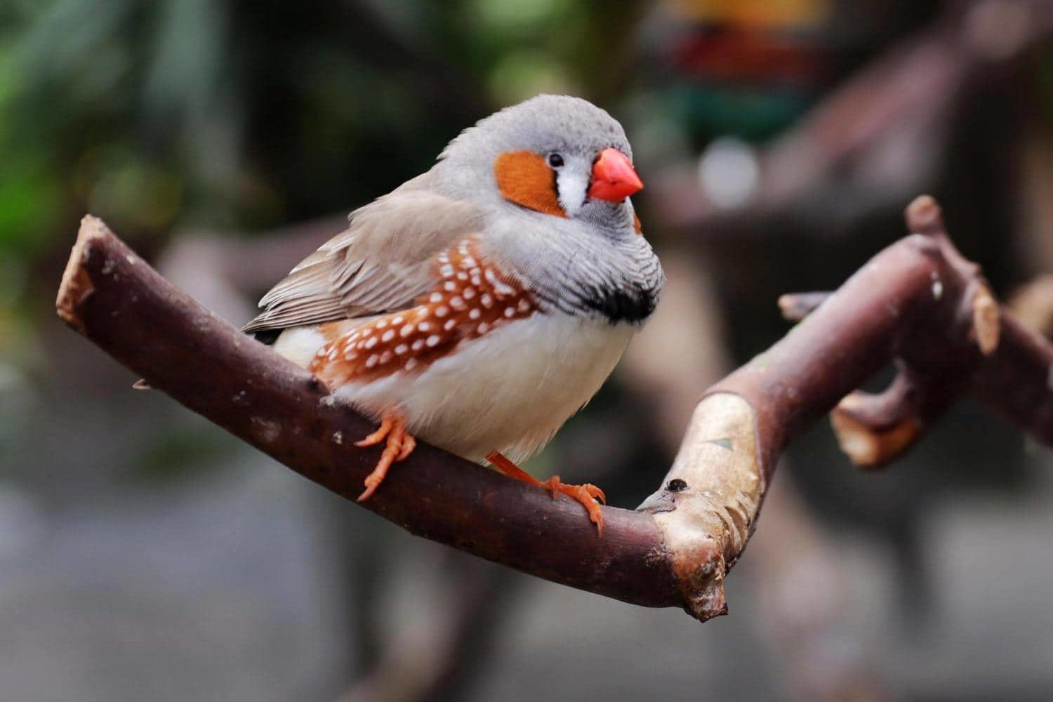 Redheaded finch tattoo on the left side of the neck