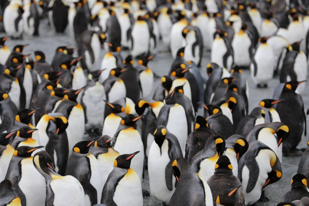 Huddled Penguins