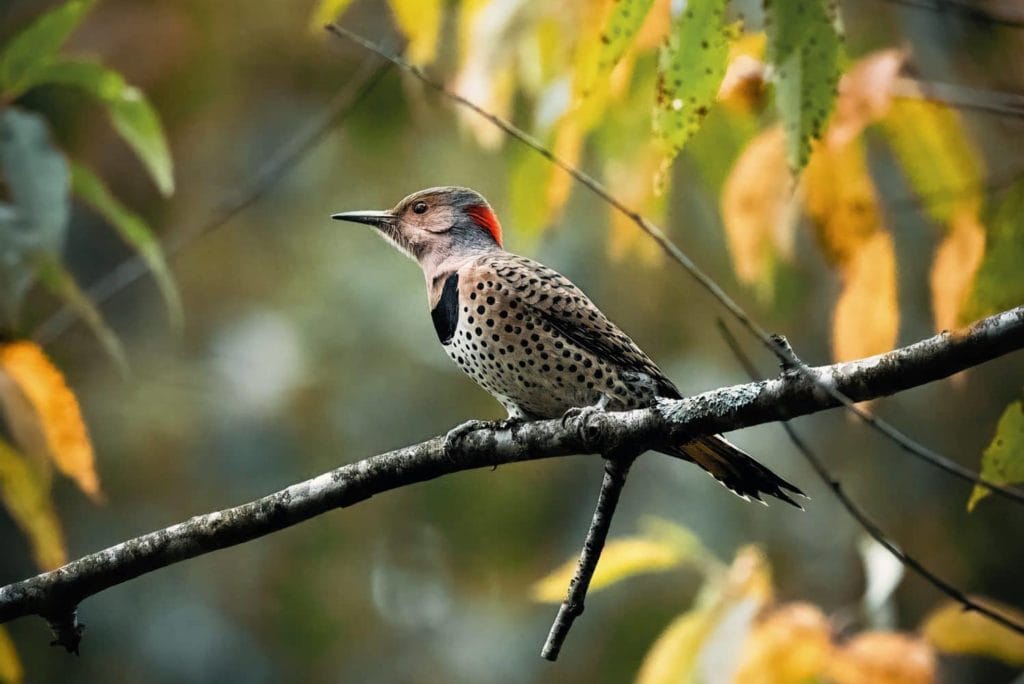 Northern Yellow shafted flicker