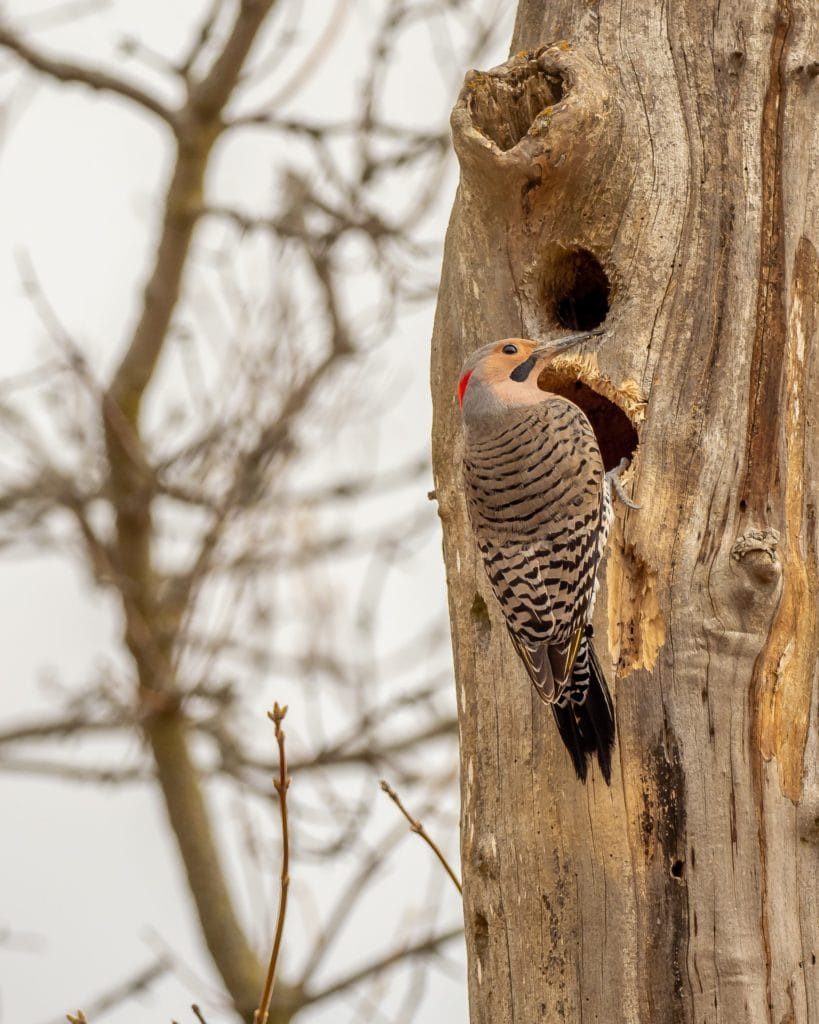 Northern Flicker