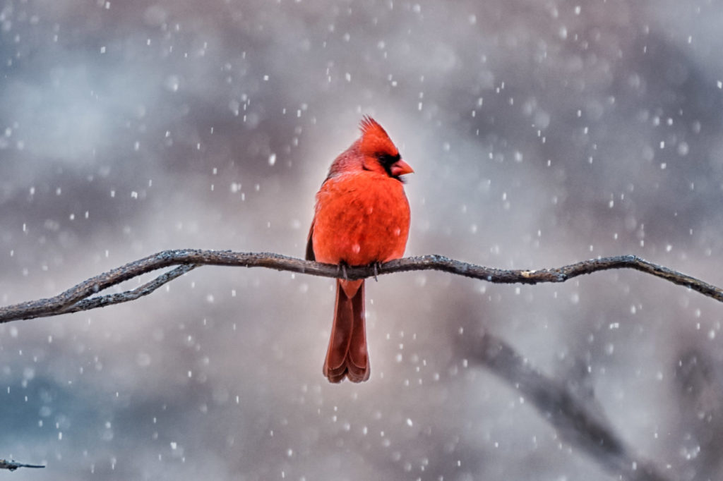 A bright red Northern Cardinal perched on a branch in winter.