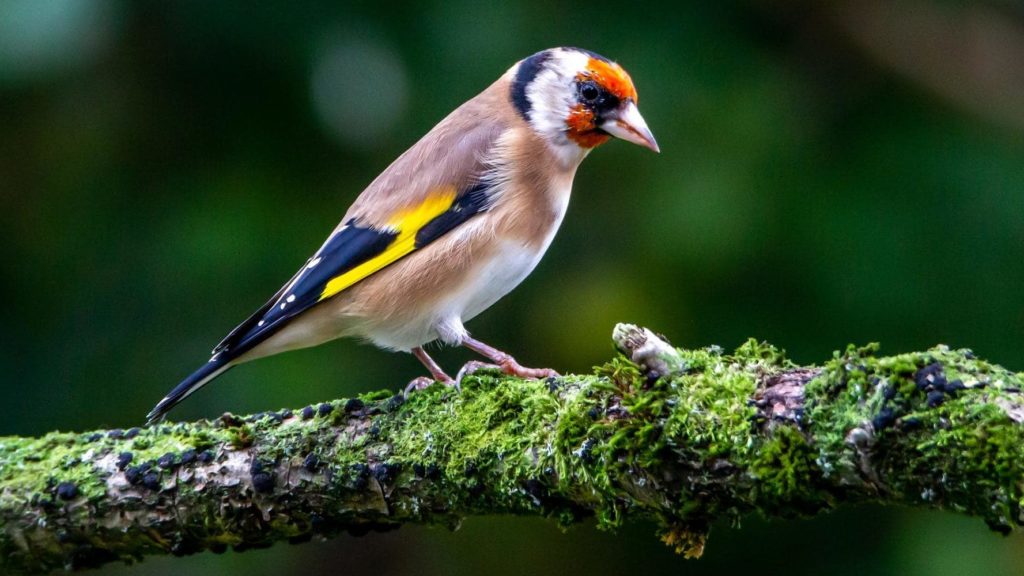 European Goldfinch standing on Branch