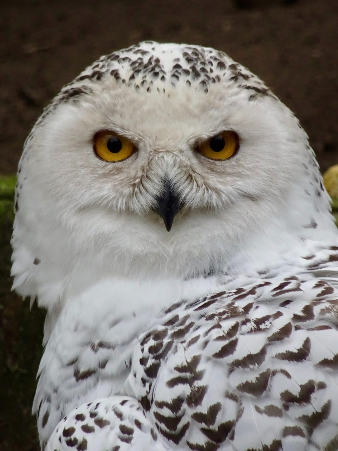 Snowy Owl Symbolism & Meaning (+Totem, Spirit & Omens) | World Birds
