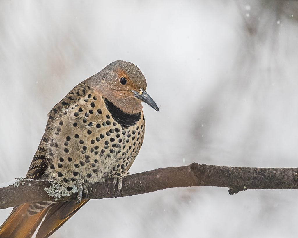 Northern Flicker in the Snow