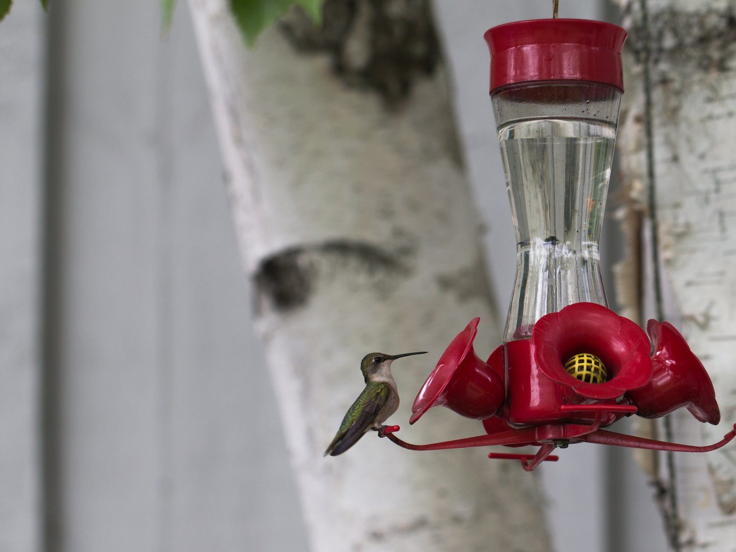 hummingbird feeder