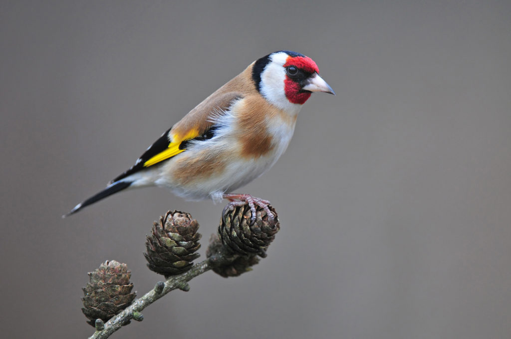 Photo of goldfinch standing on a twig