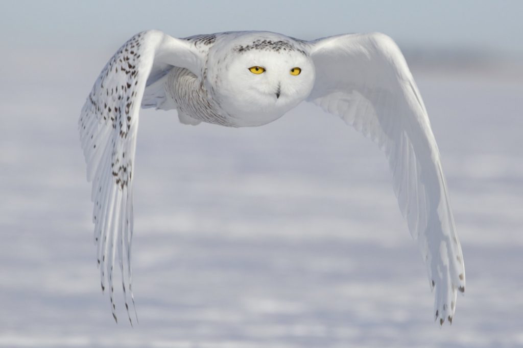 Snowy Owl hunting on the tundra