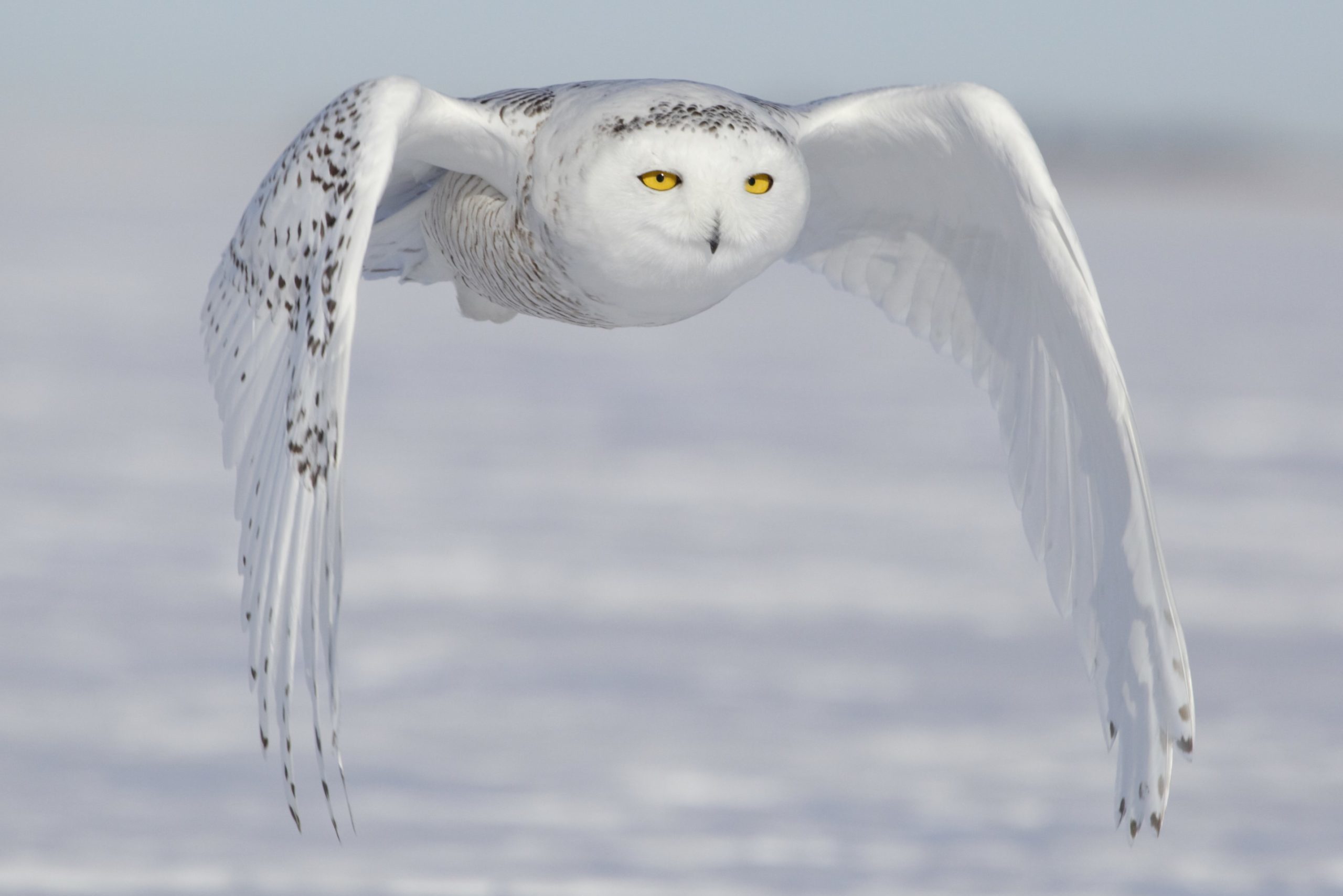 white owl flying at night