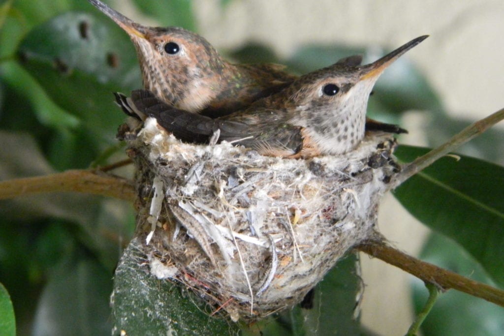 Two baby hummingbirds about to get ready to leave the nest