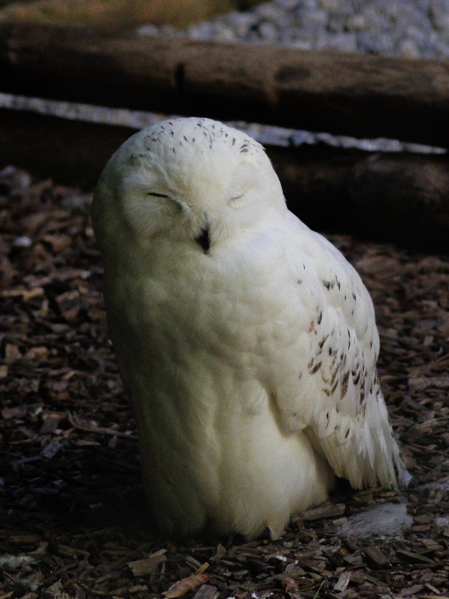 Snowy Owl Rest