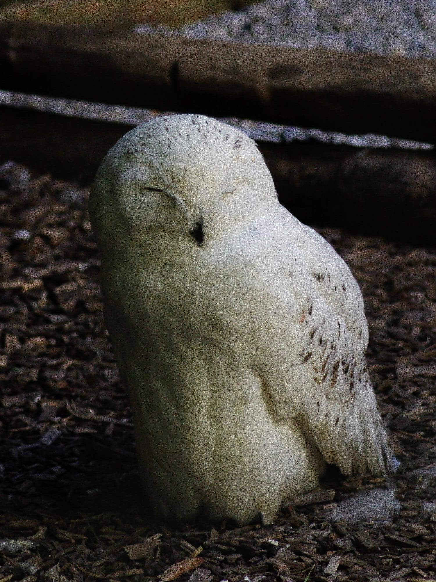 Hedwig ▷【La lechuza más famosa del Mundo Mágico】