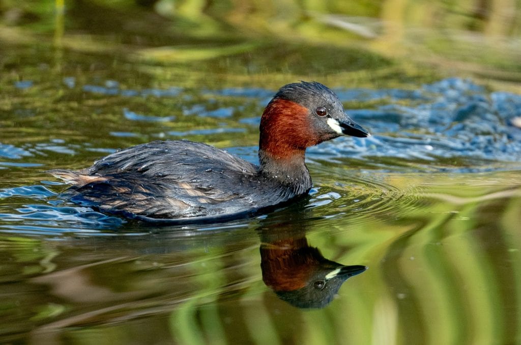 Little Grebe