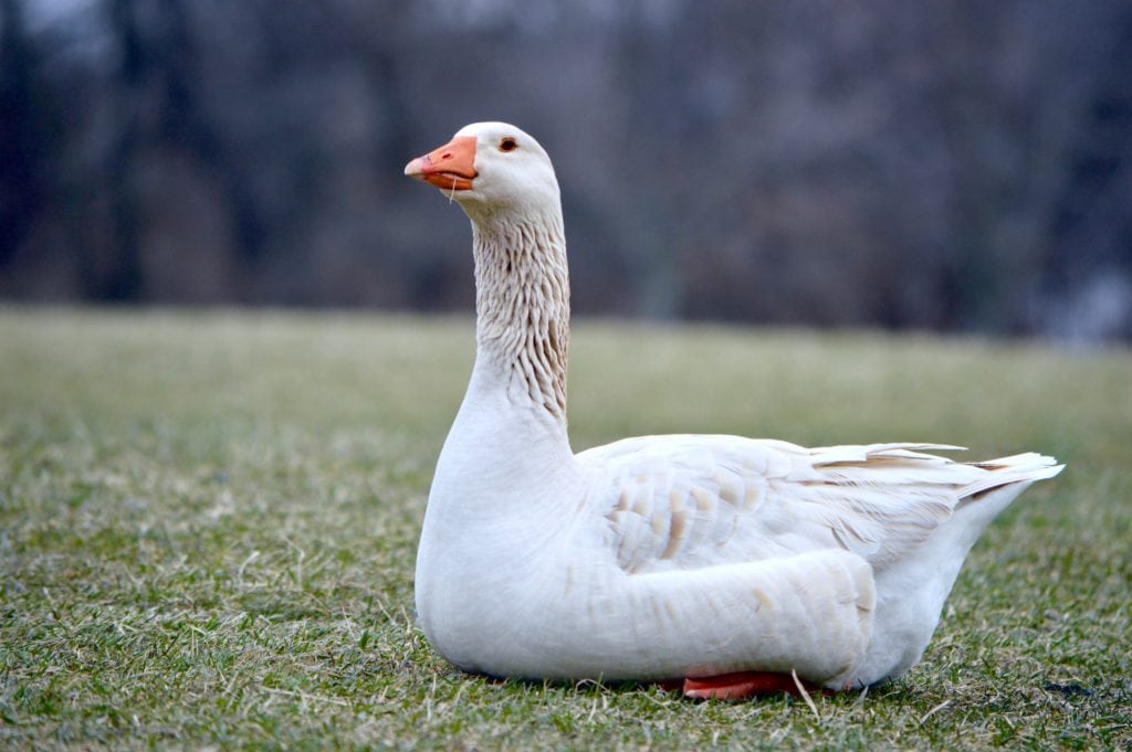 GOOSE definition and meaning