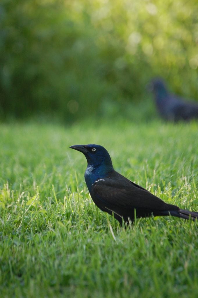 Grackle en el césped