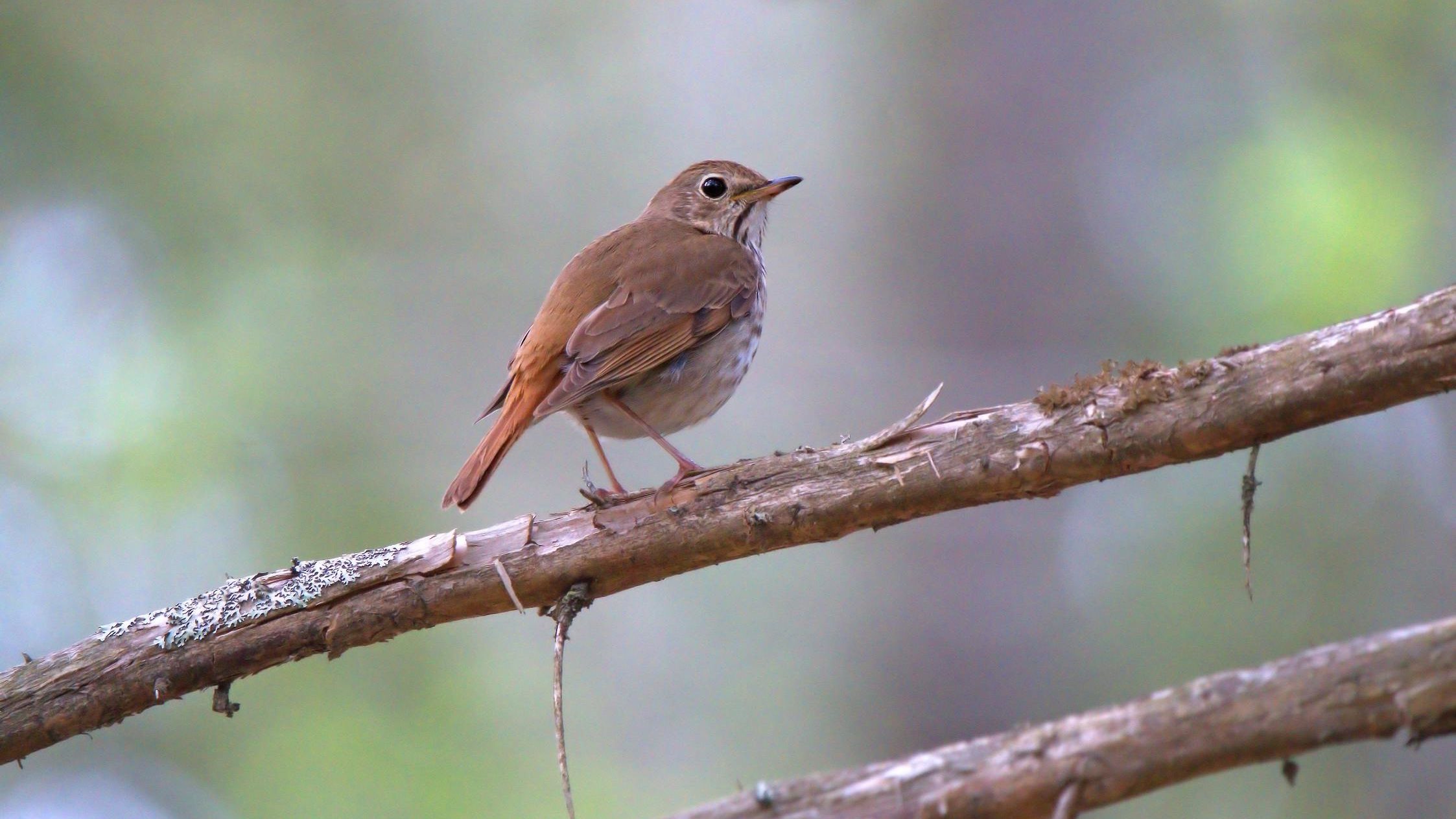 Hermit Thrush